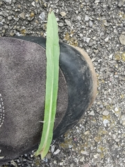 Pilosella piloselloides