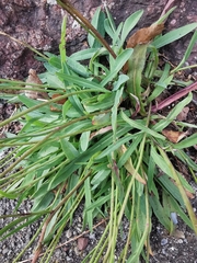 Pilosella piloselloides