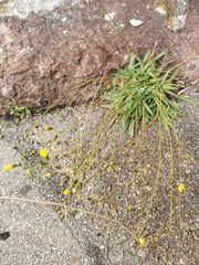 Pilosella piloselloides