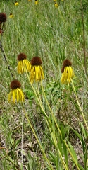 Echinacea paradoxa