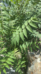 Ailanthus altissima