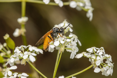 Arge cyanocrocea