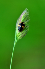 Ceratomegilla alpina