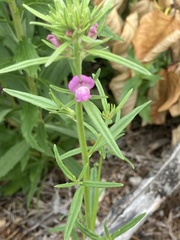 Misopates