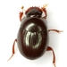 Four-toothed Dung Beetle - Photo (c) Mike Quinn, Austin, TX, some rights reserved (CC BY-NC), uploaded by Mike Quinn, Austin, TX