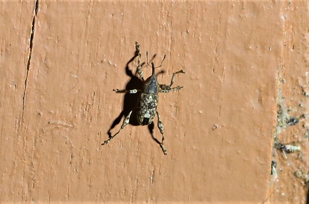 Palaeocorynus