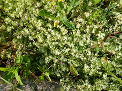 Psilocarphus elatior