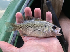 Ambloplites ariommus