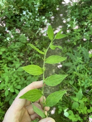Lithospermum latifolium