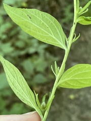 Lithospermum latifolium