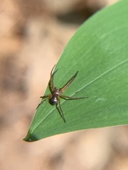 Philodromus marxi