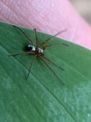 Philodromus marxi