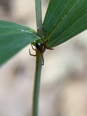 Philodromus marxi