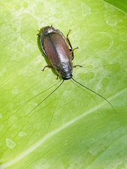 Diploptera punctata