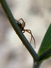 Philodromus marxi