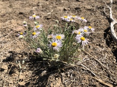 Erigeron pumilus