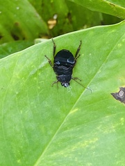 Diploptera punctata