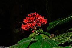Clerodendrum paniculatum