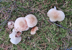 Tricholoma albobrunneum