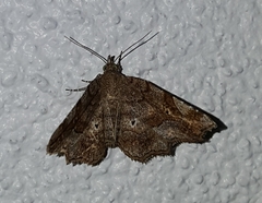 Pangrapta