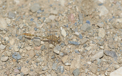 Onychogomphus costae