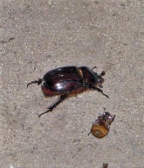 Archophileurus