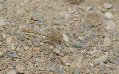 Onychogomphus costae