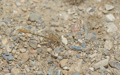 Onychogomphus costae