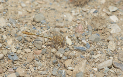 Onychogomphus costae