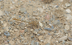 Onychogomphus costae
