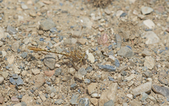 Onychogomphus costae