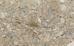 Onychogomphus costae