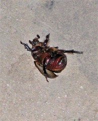Archophileurus