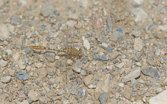 Onychogomphus costae