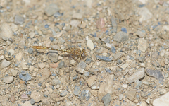 Onychogomphus costae