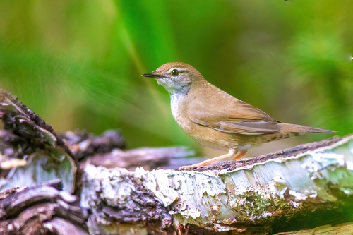Baikal Bush Warbler (Locustella davidi), photo 6