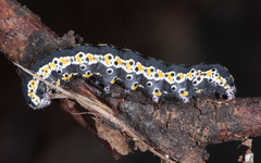 Sympistis perscripta