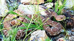 Crotalus ruber ruber
