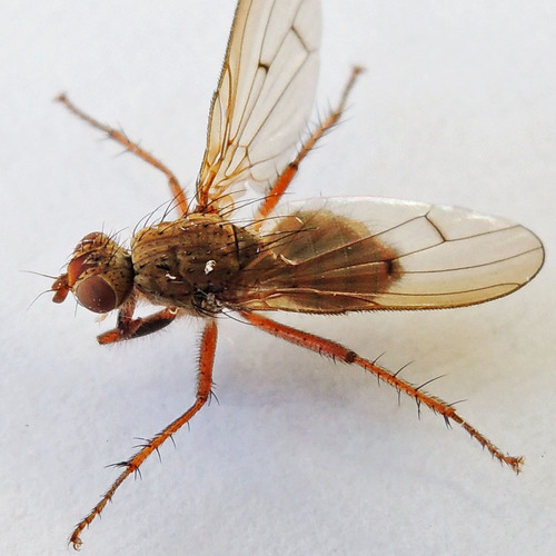 Furcate Dung Fly photo 3