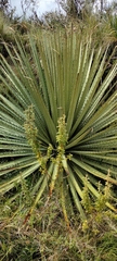 Puya hamata