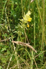 Rhinanthus alectorolophus