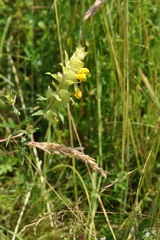 Rhinanthus alectorolophus