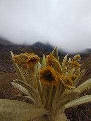 Espeletia pycnophylla