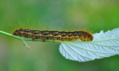 Malacosoma alpicolum