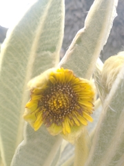 Espeletia pycnophylla