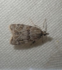 Scoparia basistrigalis