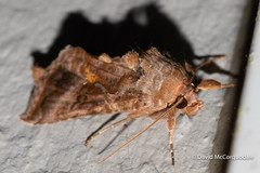 Autographa rubidus