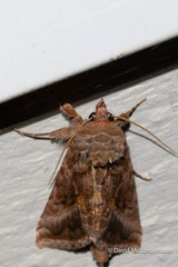 Autographa rubidus