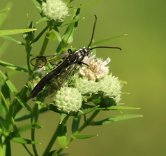 Synanthedon pictipes