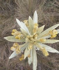 Espeletia pycnophylla